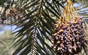تصویر 3 از خرید و فروش خرمای استعمران شادگان + تضمین کیفیت و خرید عمده